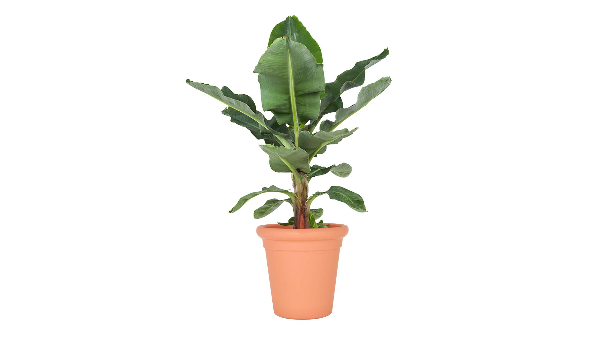 TOSCANA LILLENÕU 40CM HELEHALL