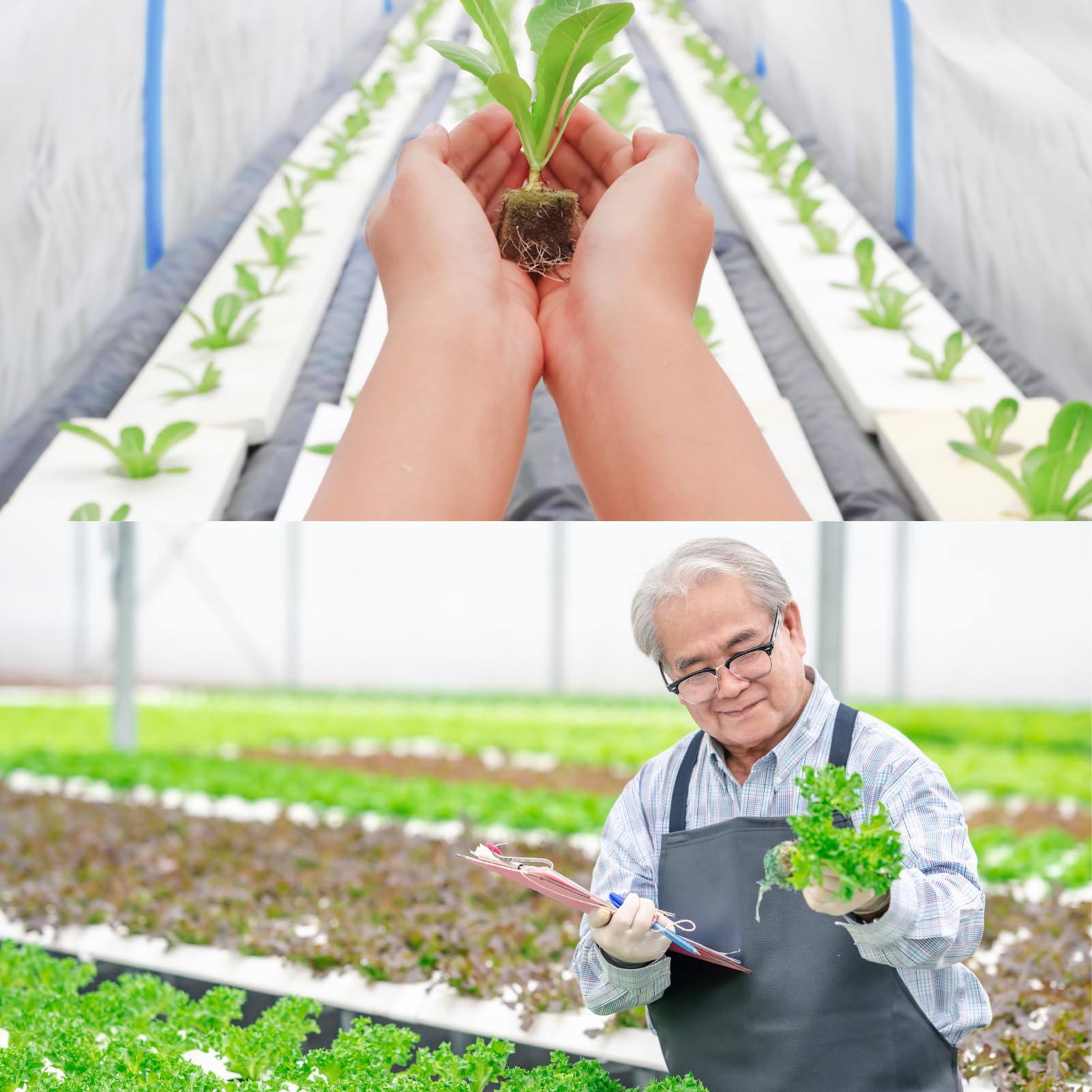 DEWIN hüdropooniline käsn – mullavaba taimekasvatus