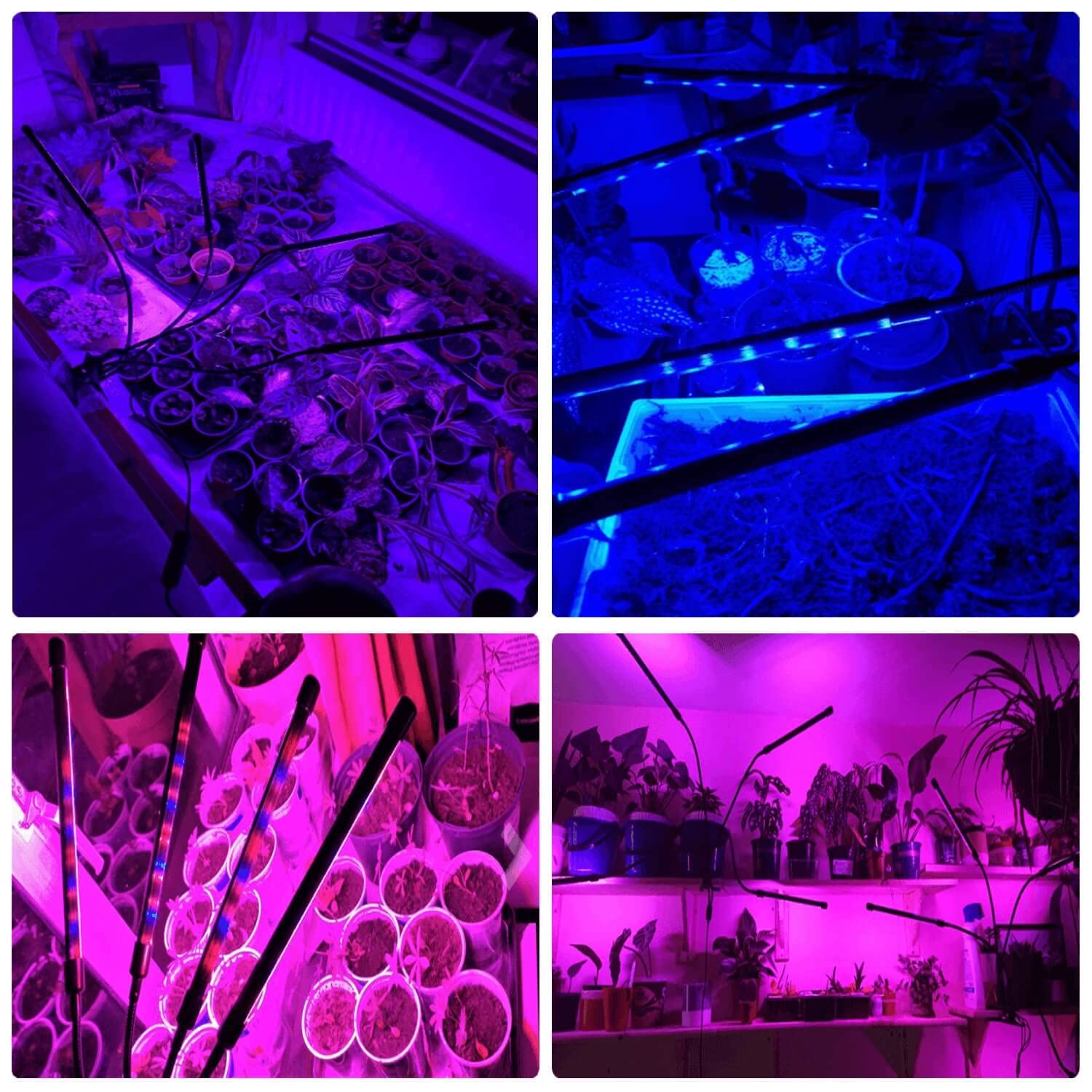 JINHONGTO LED-taimelamp