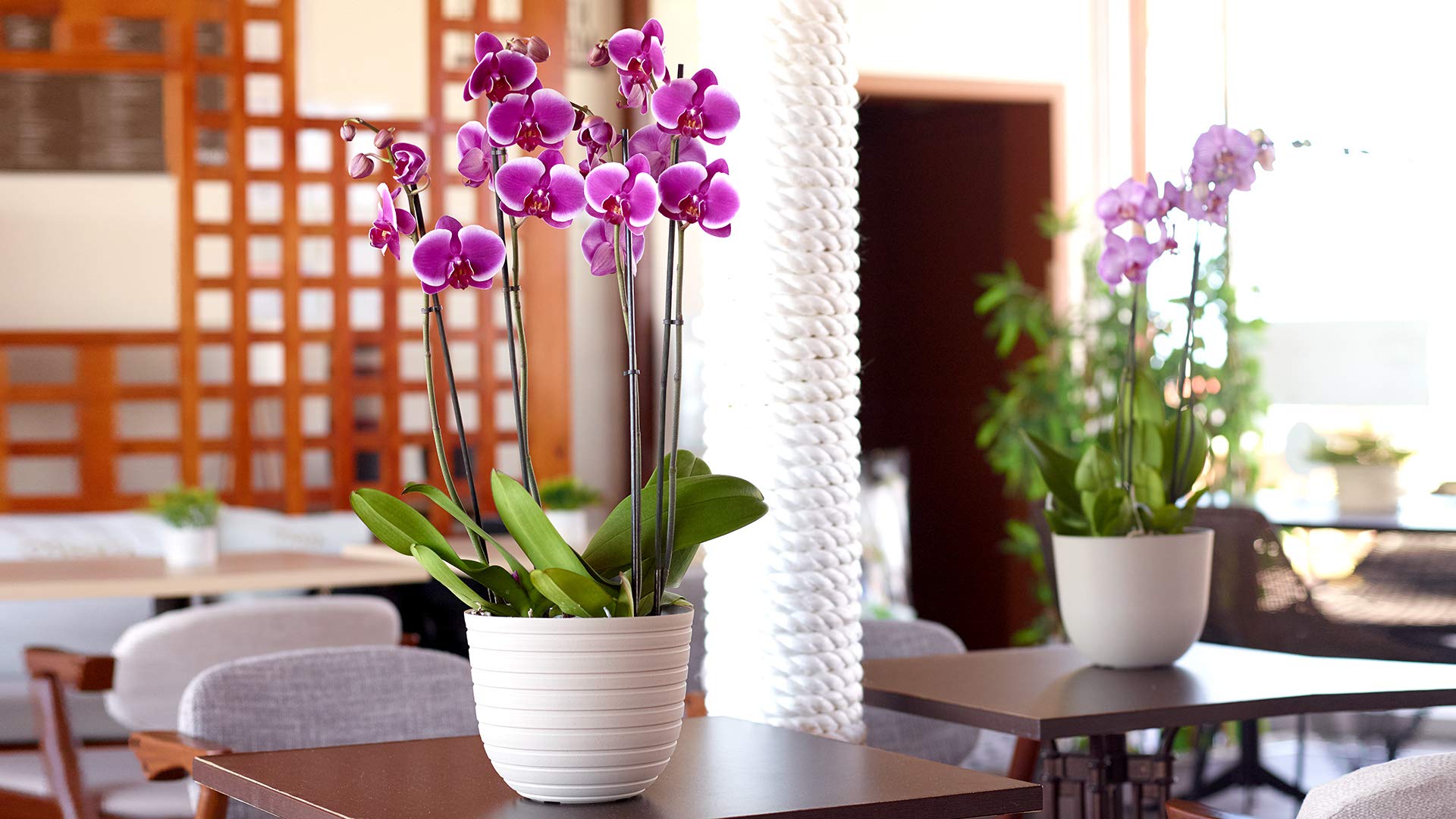 HAVANA HORIZON POTT 40CM LUBJAKIVI