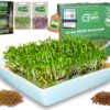 Green SEEDS® Kressisõel 1-osaline komplekt + kressi- ja redisesemned | Roostevabast terasest sõel kvaliteetse keraamilise alusega | Idandamisalus 14 x 14 cm