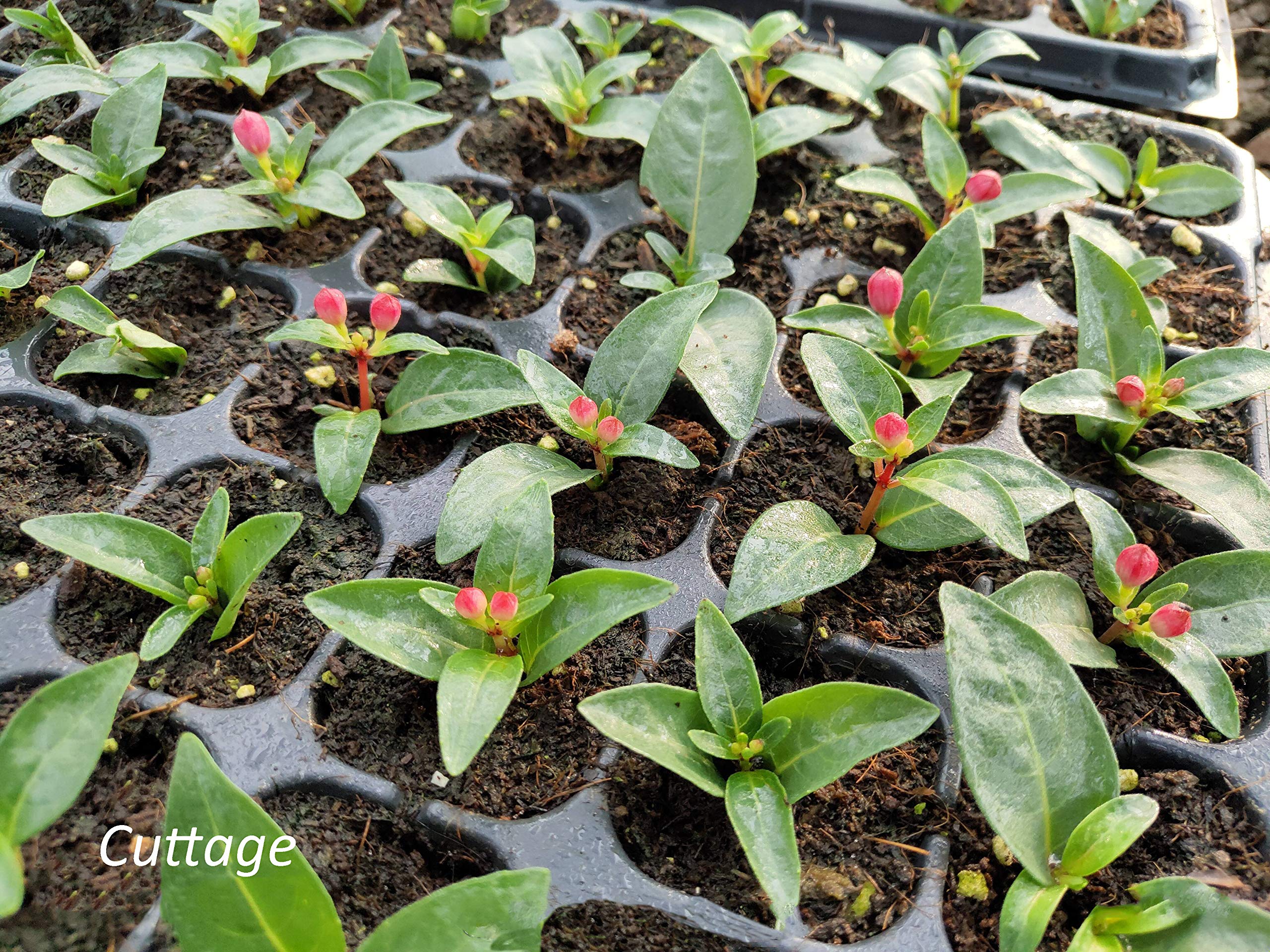 Gardzen 5-osaline aiakasvatuskast 200 rakuga