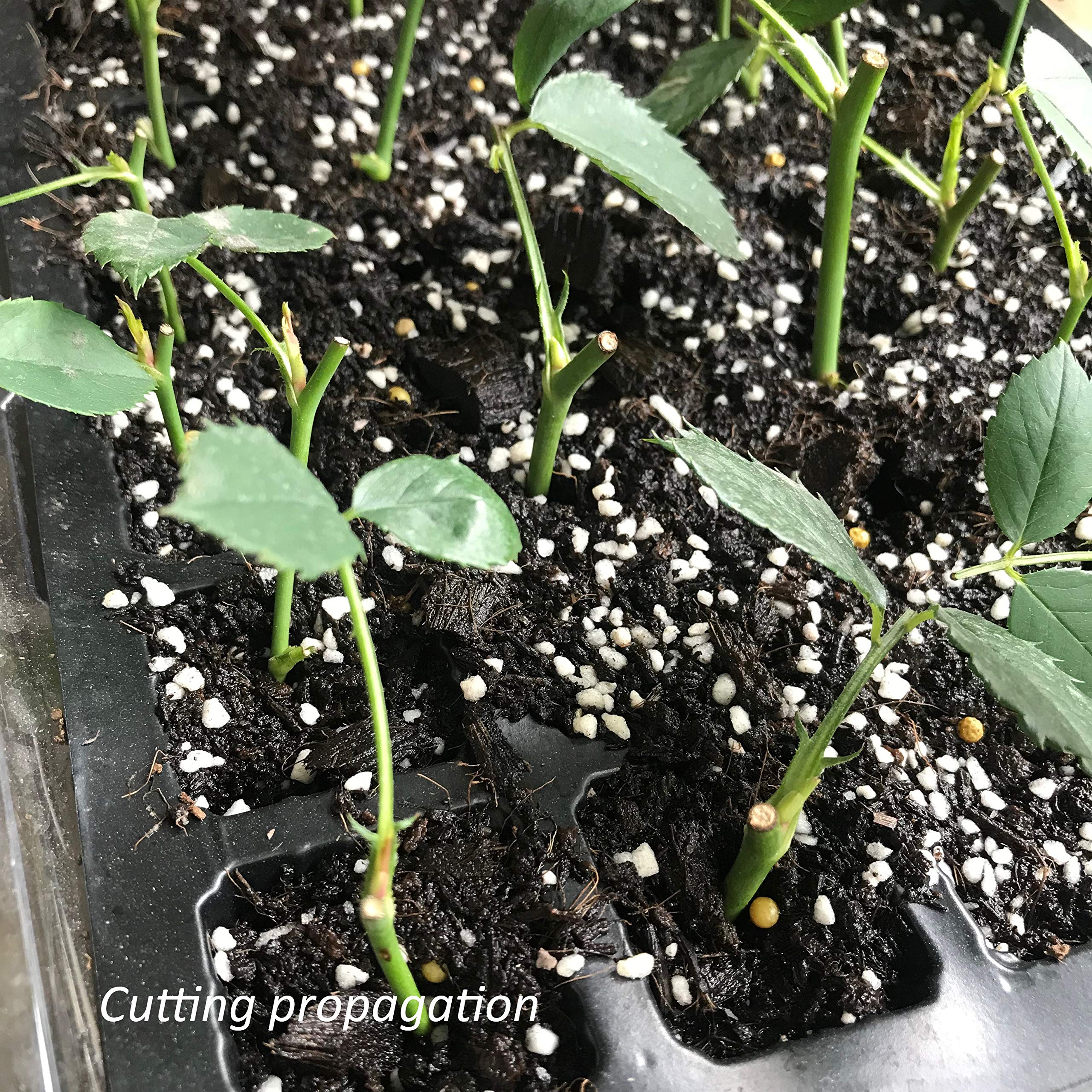 Gardzen 5-osaline aiakasvatuskast 200 rakuga