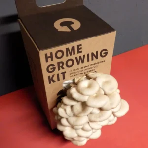 Pleurotus ostreatus kasvatamise komplekt
