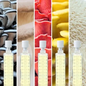 Generisch pilzzucht set viie 10 ml müüdisüstiga