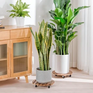 Sansevieria ja lehttaim pottidega ratastel alustel