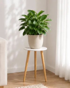Bamworld valge puidust lillealus toataimega