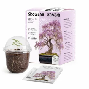 GROW2GO bonsai kasvatuskomplekt seemnest – Aafrika visteeria