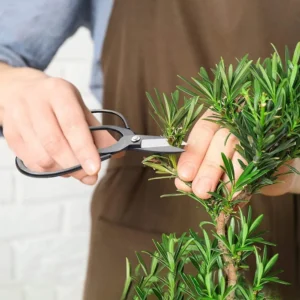 Bonsaikääridega okaspuu võrsete kärpimine