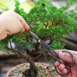 Bonsai vormimine pikkade bonsaikääridega
