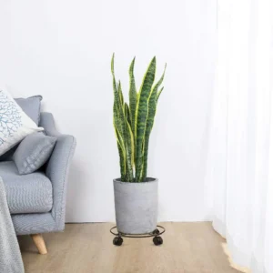 Sansevieria hallis potis ratastega alusel elutoas